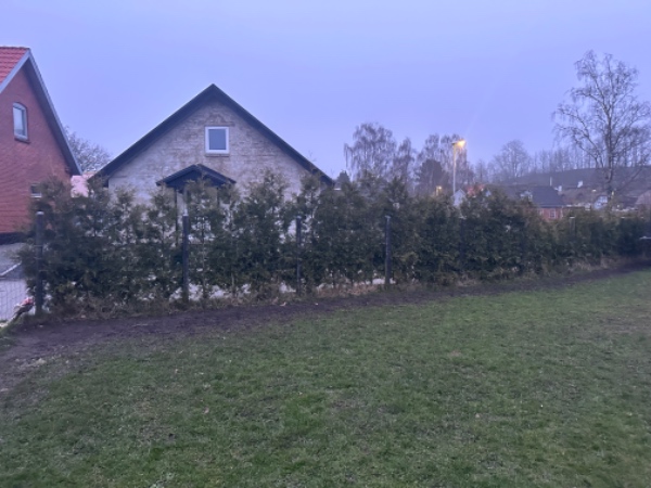 Thuja hækklipning i Brabrand