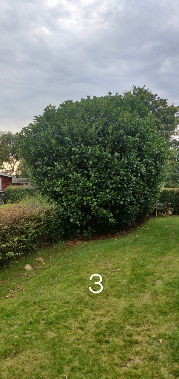 Træfældning og beskæring