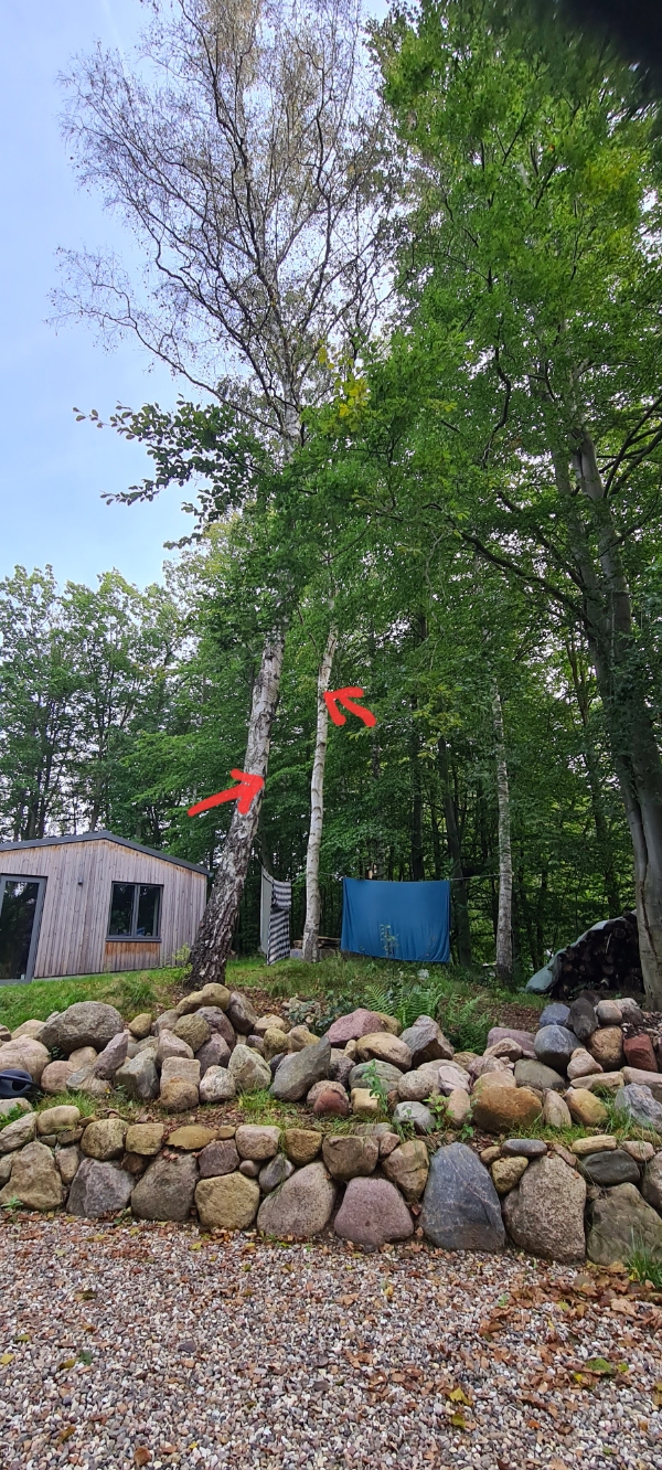 Fælde 2stk høje birkes og 1stk nåletræ 