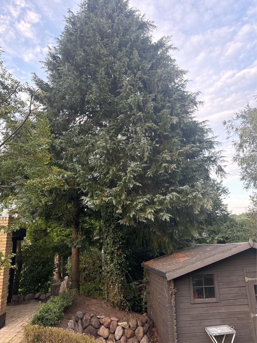 Topkapning/Fældning af træ