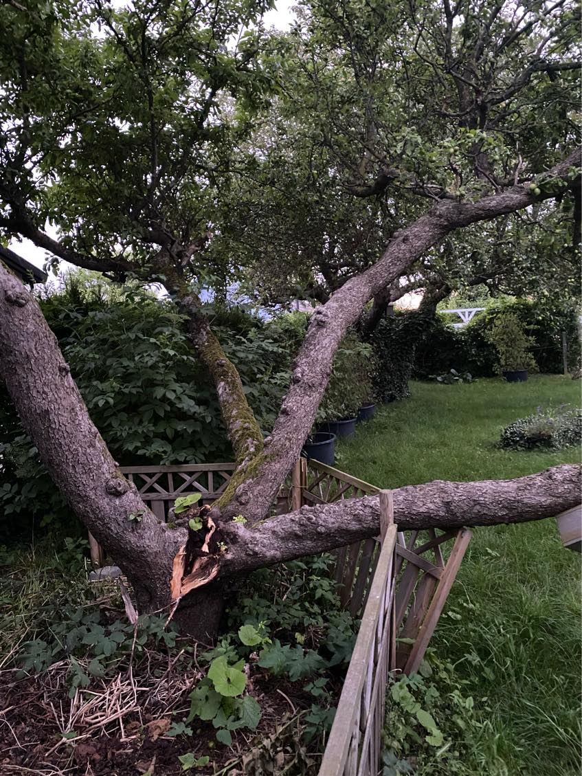 Træfældning samt bortskaffelse