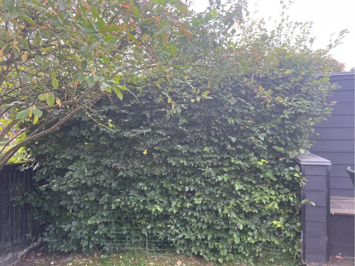 Havearbejde, fjerne ukrudt