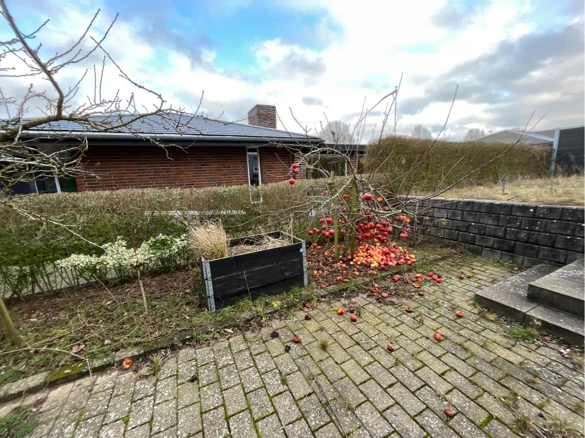 Beskæring af træer og buske
