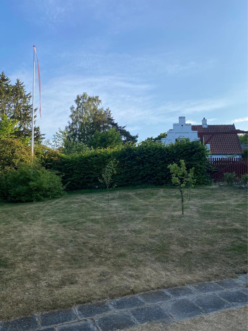 Klippe hæk og køre grenen på genbrugspladsen.