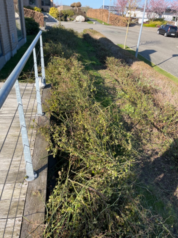 Kørt afklippet rosen grene på genbrugspladsen