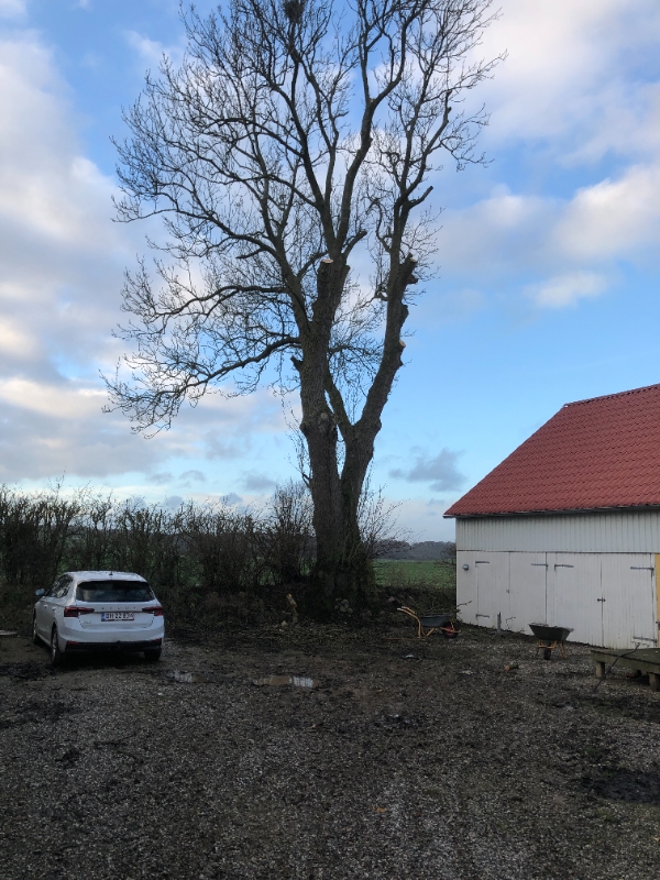 Fældning af stort asketræ