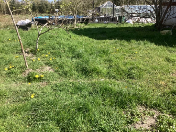 Hej vi har ca 400 m2 der er meget ujævn ( mange knoldet og buler) dels pga muldvarp skal udjævnes