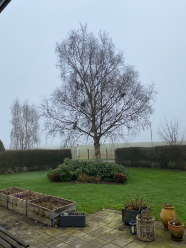 Studsning af birketræ