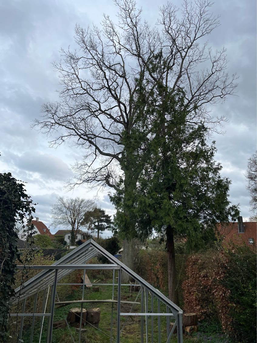 Fælde et træ og bortførsel af grene