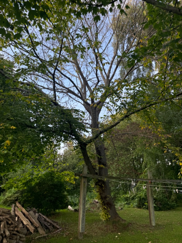 Træfældning af to “døde” træer i ca 10-15 meters højde. Tisvildeleje