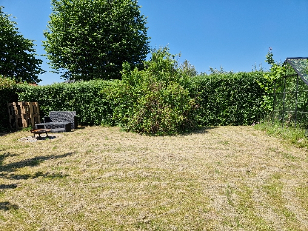 Tjørnehæk klipning og bortskaffelse