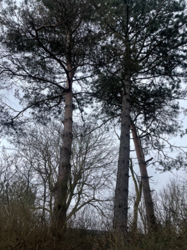 Fældning af fire grantræer