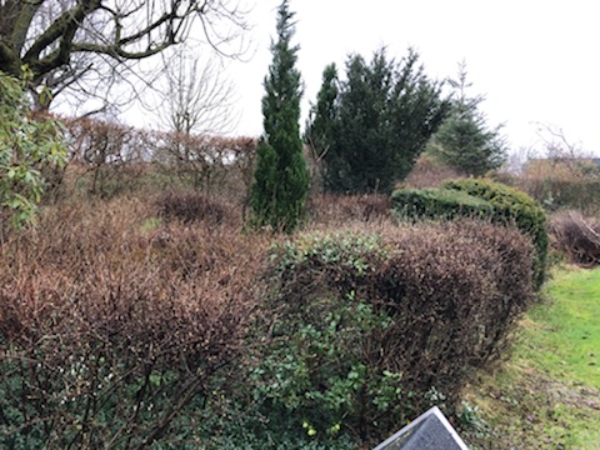 Fjernelse og beskæring af vegetation