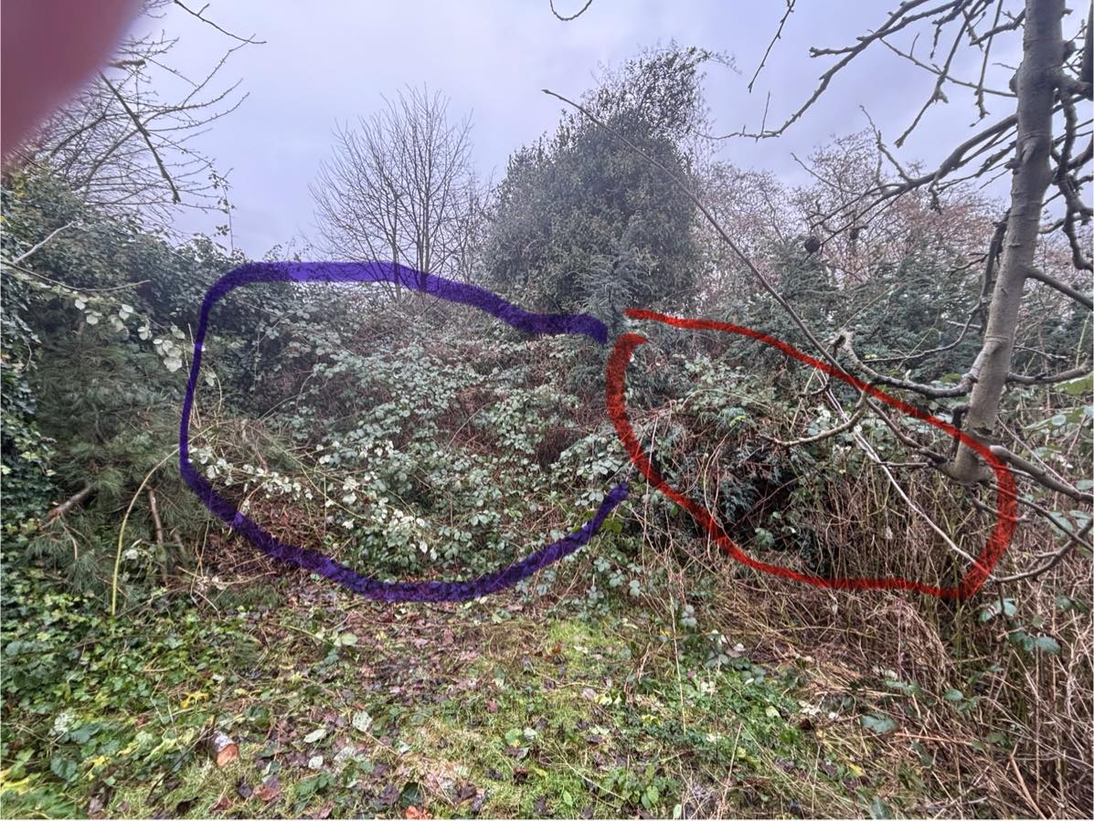 Rydning af brombærkrat