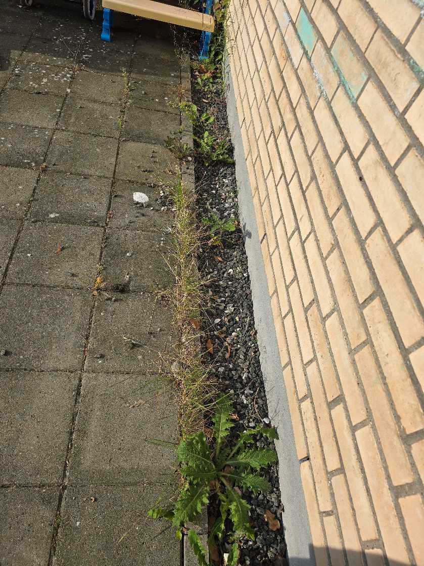 Rengøring af fliser og klipning af hæk