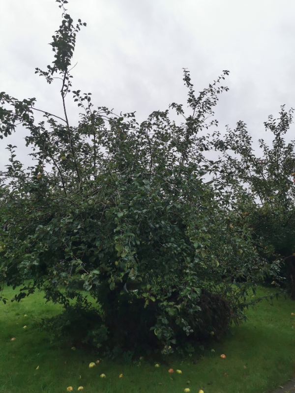 Beskåret tre æbletræer