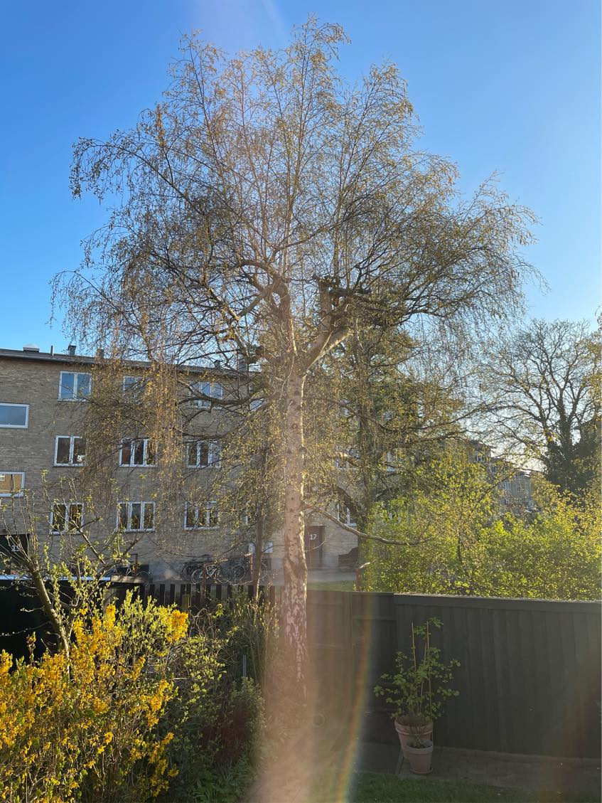 Beskæring af top og sider på højt birketræ