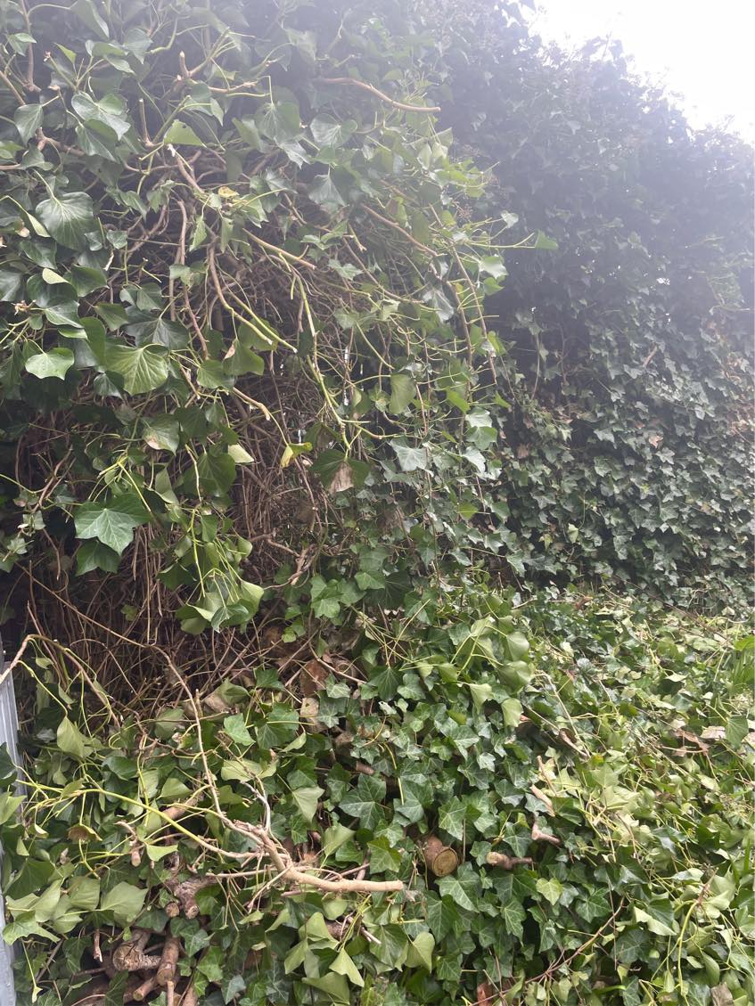 Oprydning af forhave og have