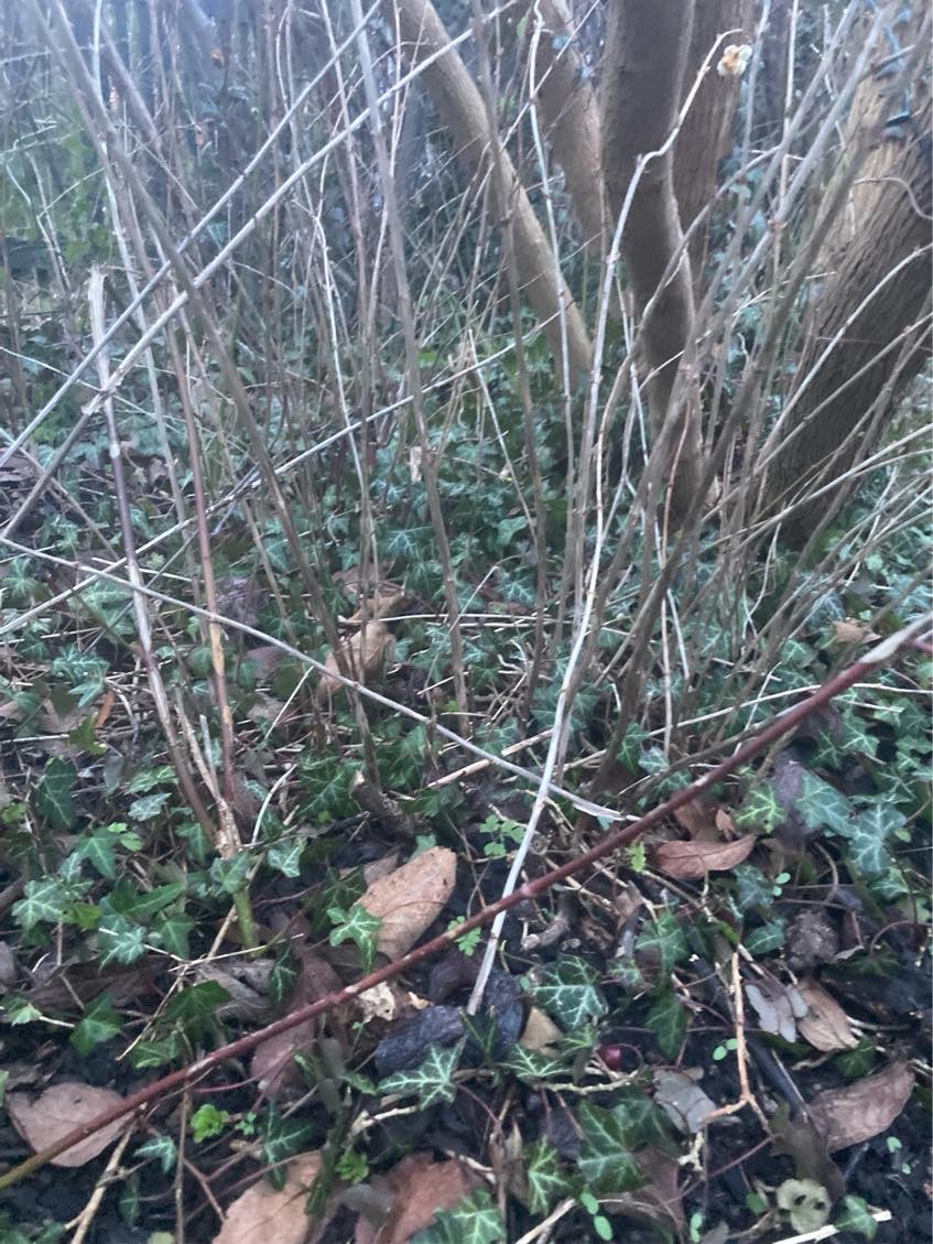 Fjerne rødder under jorden fra buske