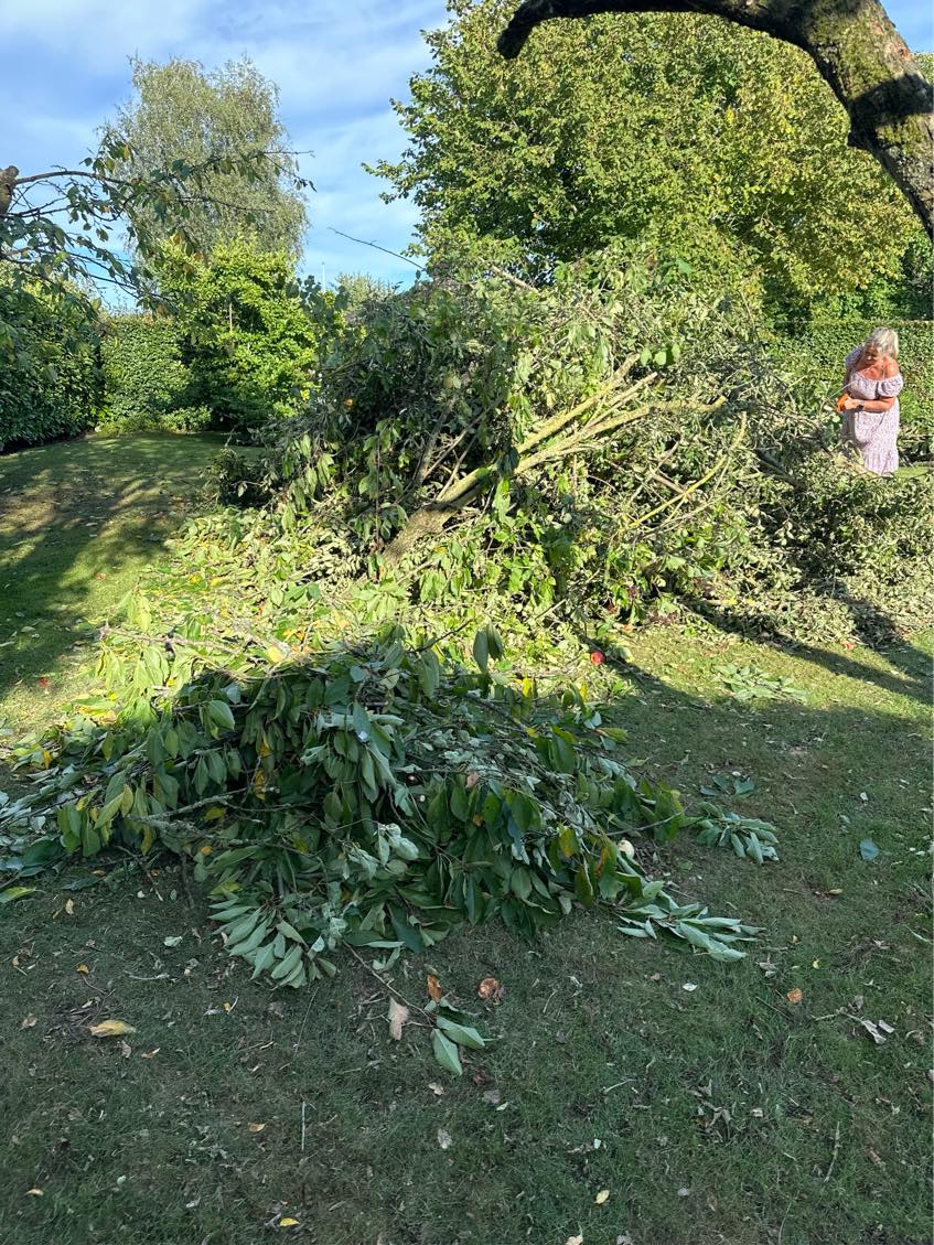 Bortførelse af haveaffald og beskæring af 2 frugttræer