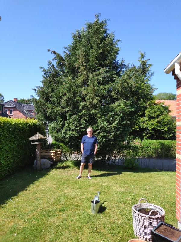 Træfældning og bortskaffelse