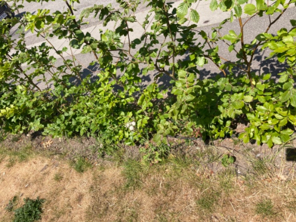 Lugning af bøgehæk