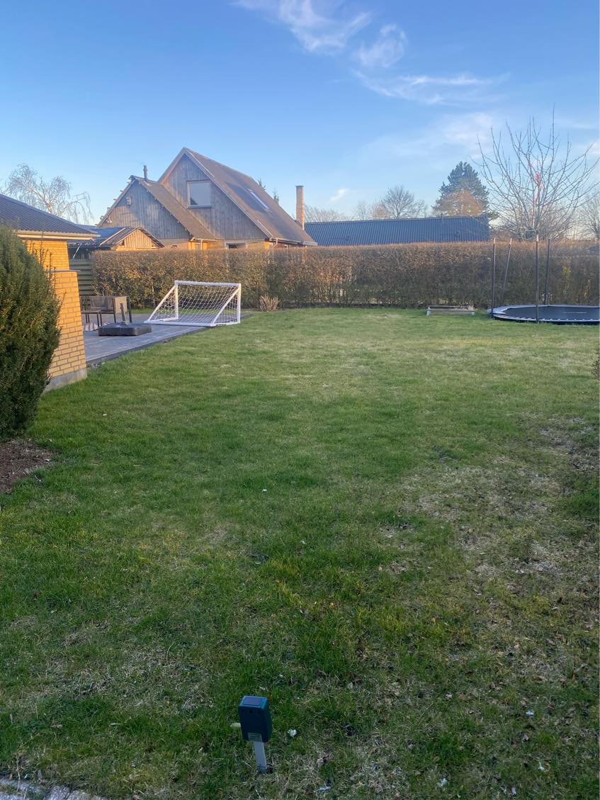 Vertikalskære/fjerne mos på græsplanen + fjerne gran-busk