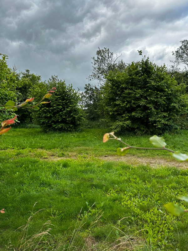 Beskæring af frugttræer