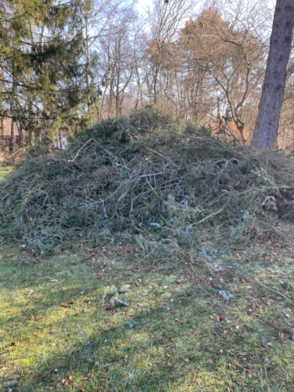 Bortførsel af store bunker grangrene (grene fra fældning af tre 20-meter høje grantræer)