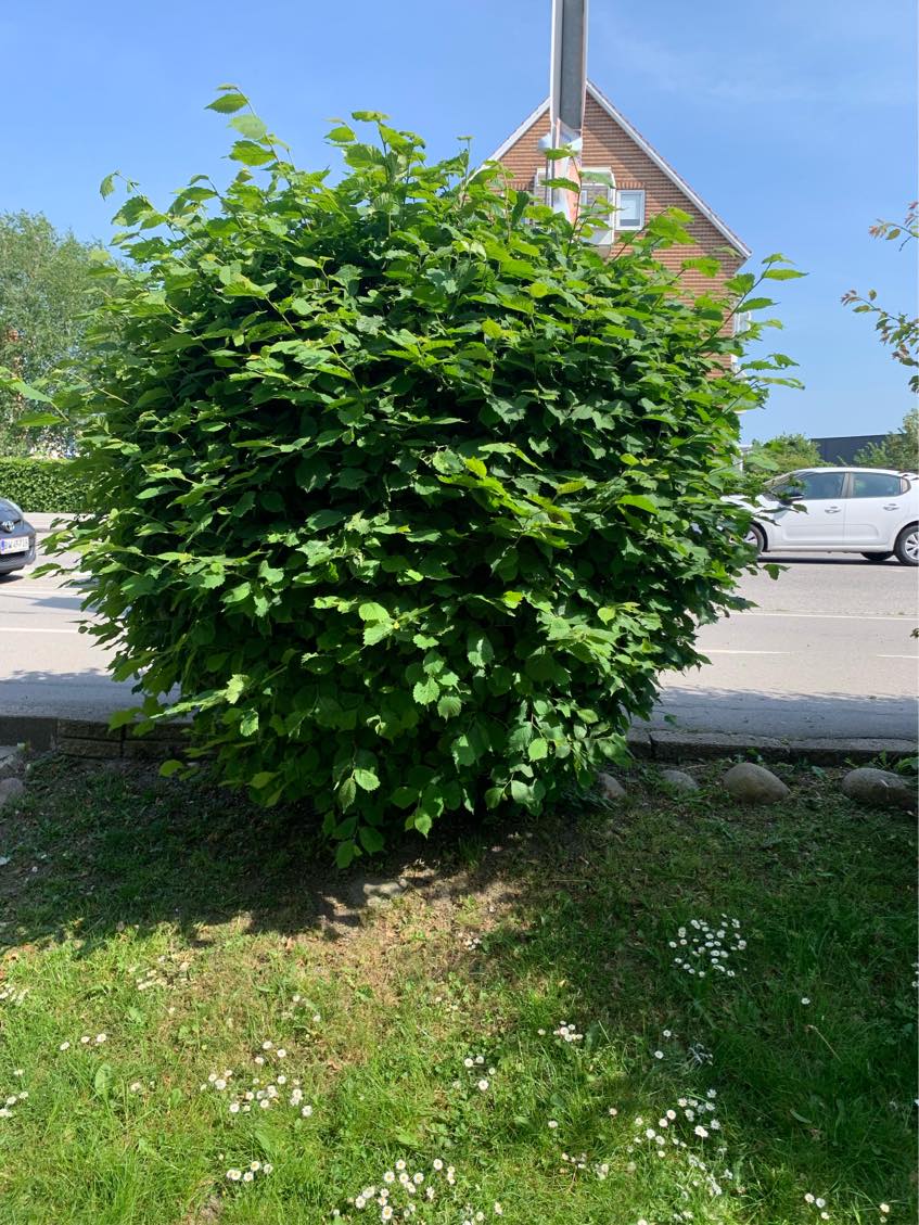 Klipning af buske og hæk