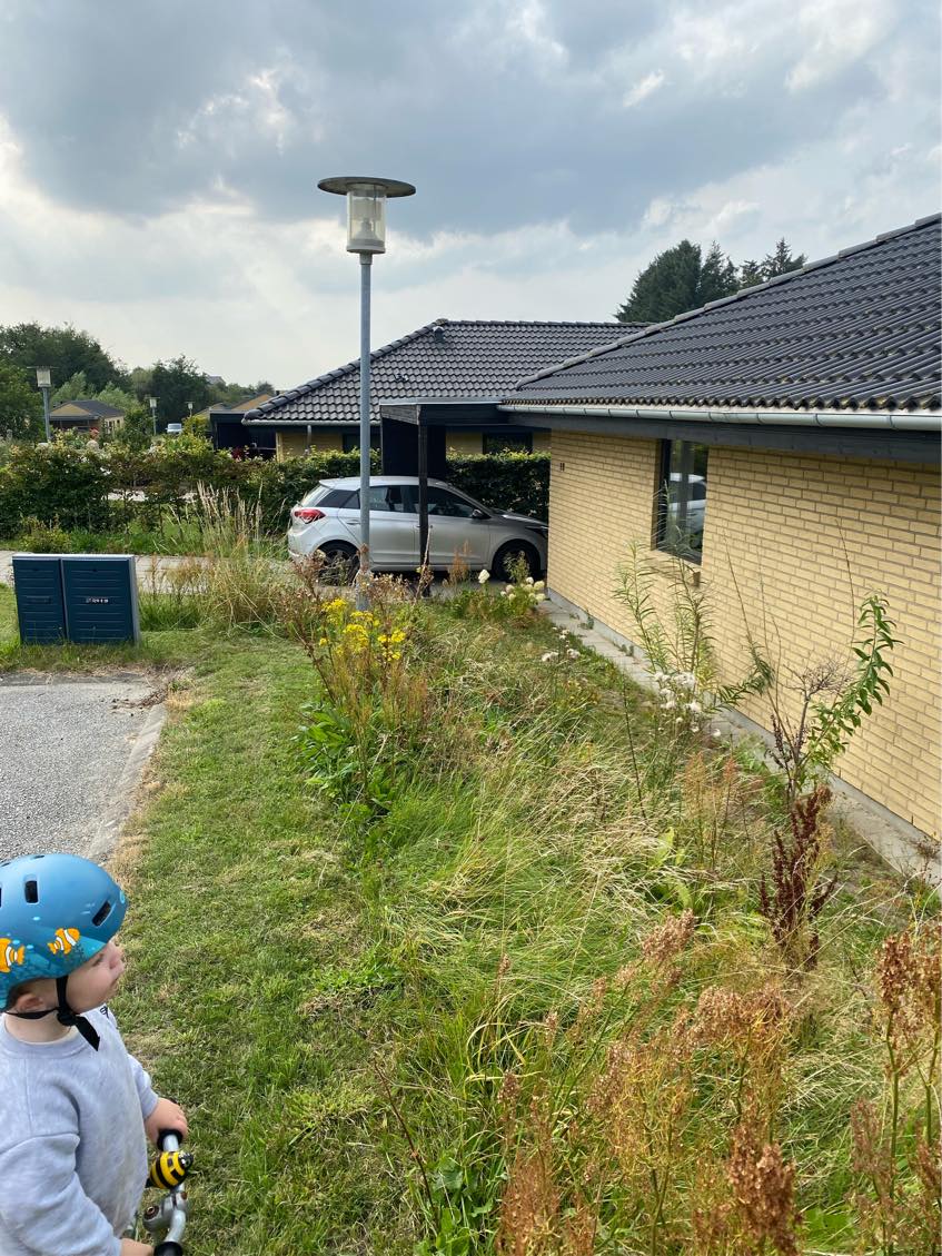 Fjerne ukrudt i haven