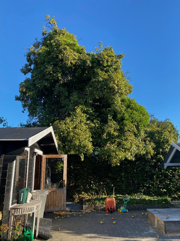 Beskæring af pæretræ