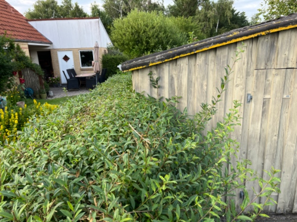 Hækklipning rundt hus