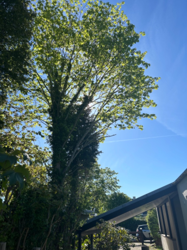 Fældning af to træer