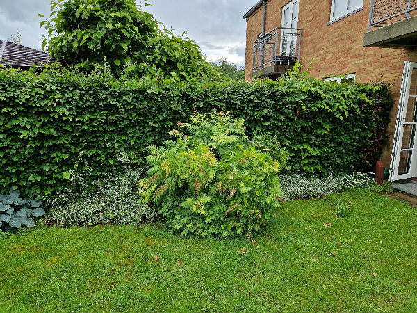 Hækkeklipning og bortskaffelse af affald