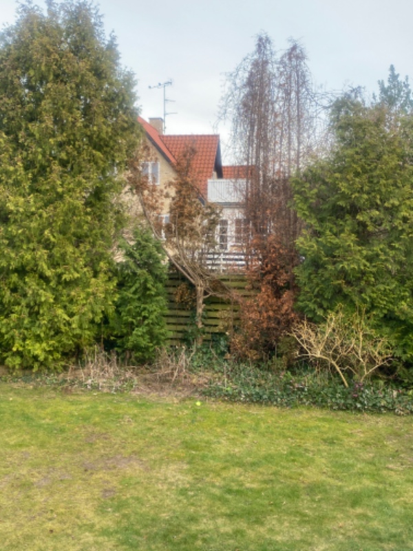 Træfældning, stubfræsning og plantning af 2 nye træer