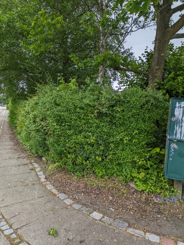 Beskæring og bortskaffelse af hæk