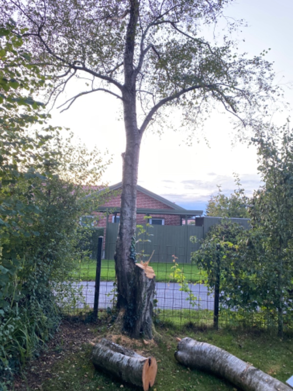 Fældning af birketræ fra 1966