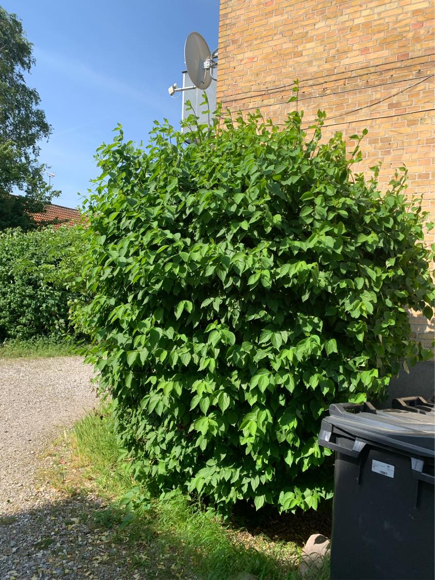 Klipning af buske og hæk