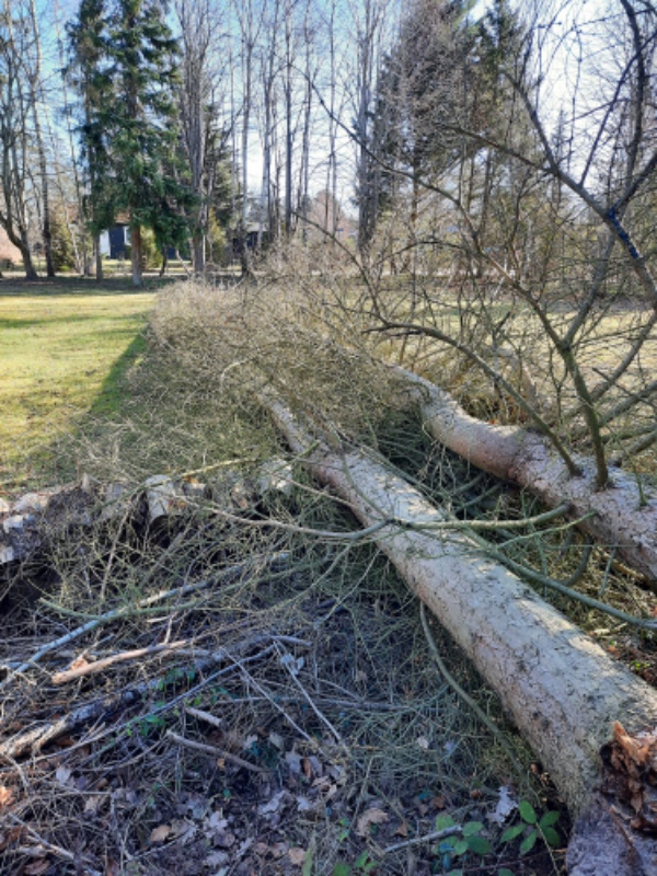 Skære op og fjern to væltede træer i sommerhushaven