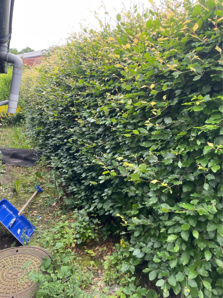 Hækkeklipning 60 meter bøgehæk