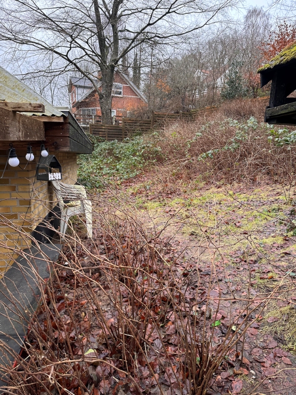 Rydde have for brombærkrat