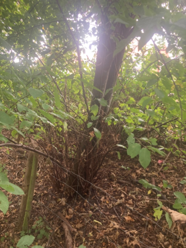 Fjerne buske og 11 små træer