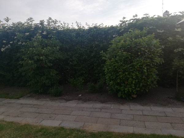 Klipning af hæk - både ensidigt og dobbelsidigt. Affald skal kunne bortskaffes