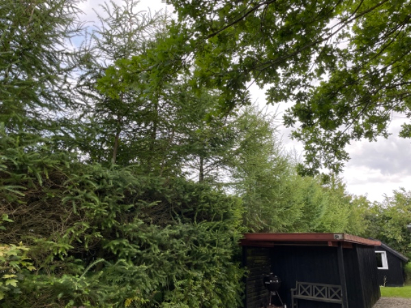 Fældning af træer i hæk