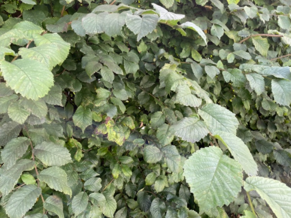 Klip af hæk - 45 meter. Hækken skal klippes ned til 180-200cm