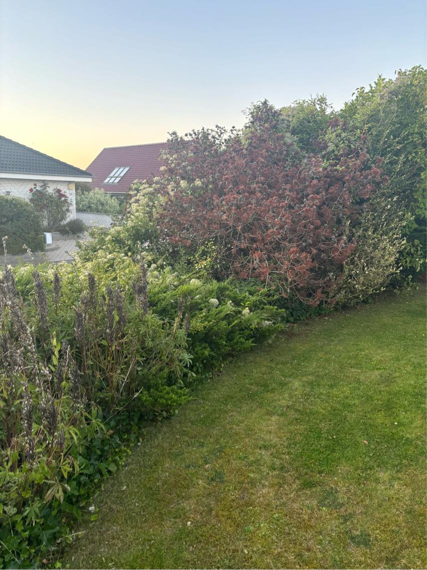 Beskæring buske, hæk mm