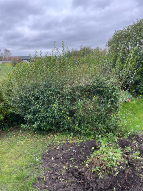 7 små stubbe og ca 2m ligusterhæk fjernes/fræses. Ca 6kv urtehave fjernes og jævnes