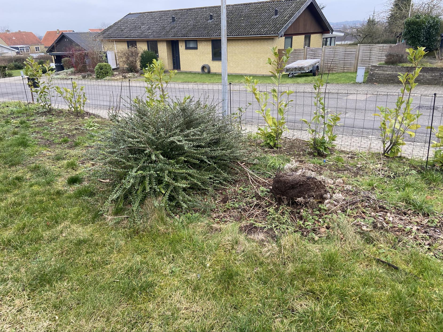 Haverenovering inkl træfældning