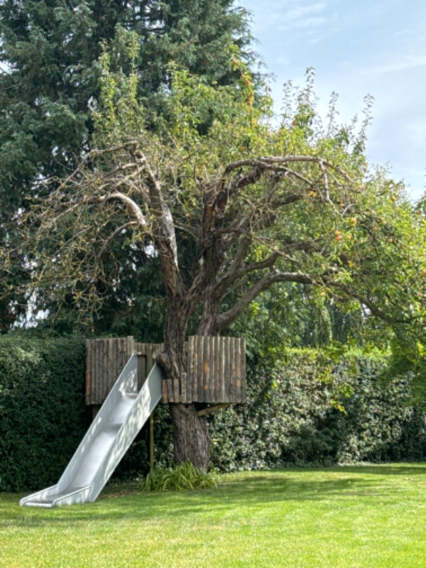 Fældning af æbletræ